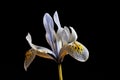 Dwarf iris flower, Ã¢â¬ËKatherine HodgkinÃ¢â¬â¢ Royalty Free Stock Photo